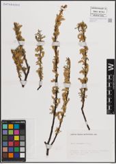 Foto von Salix eleagnos Scop.